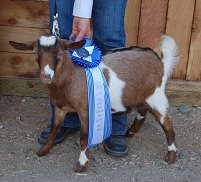 Azure Farms Dakota